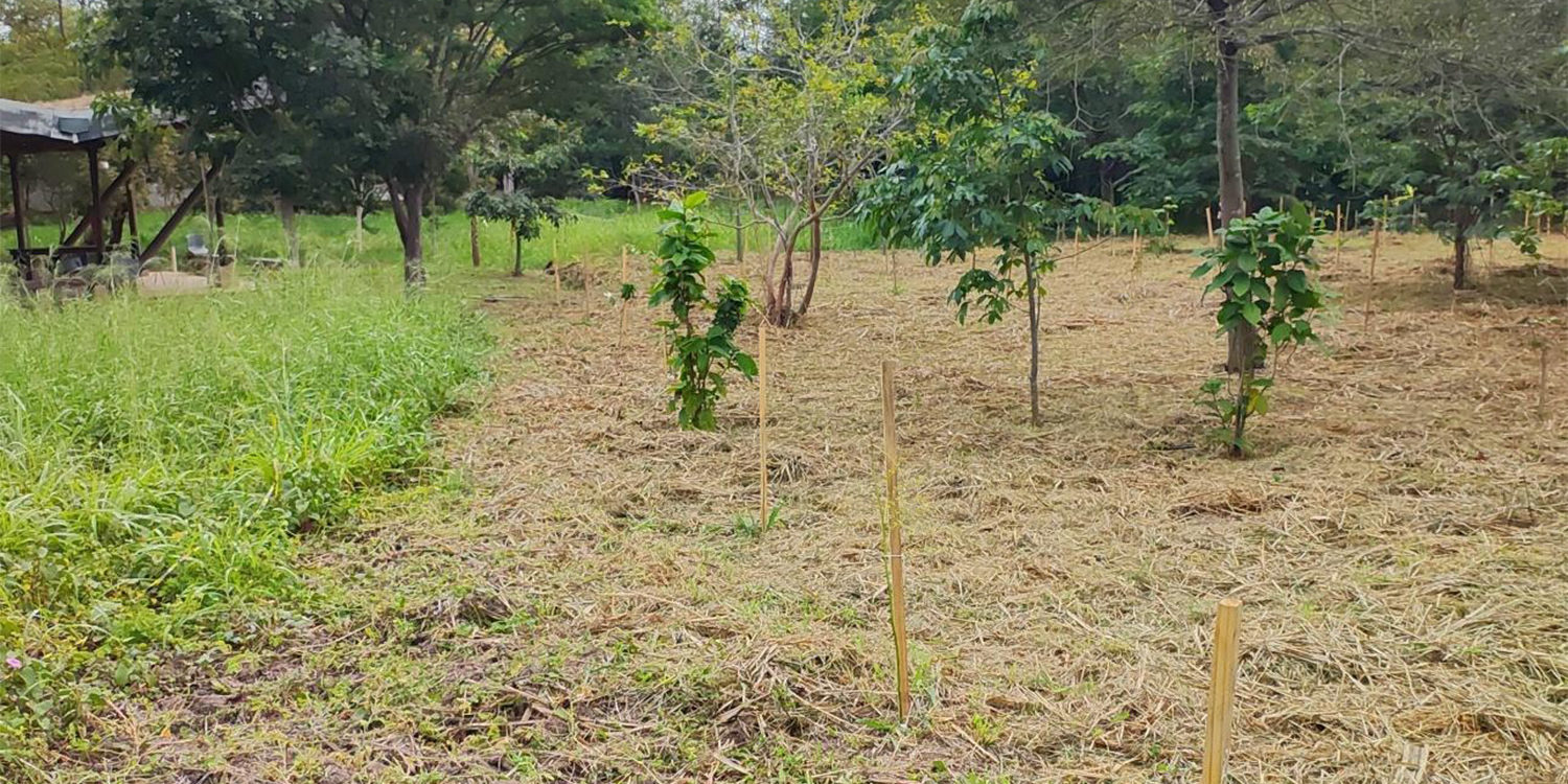 Área de plantio compensatório com mudas nativas recém-implantadas
