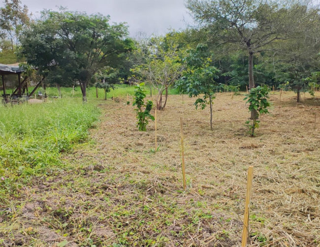Área de plantio compensatório com mudas nativas recém-implantadas
