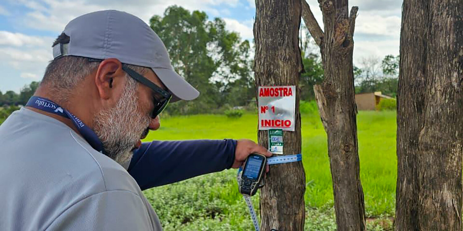 Técnico da Sertuba medindo o diâmetro de uma árvore com fita durante inventário florestal
