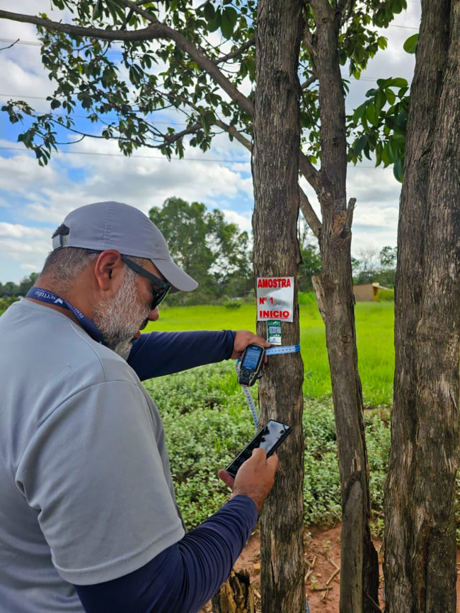 Técnico da Sertuba medindo o diâmetro de uma árvore com fita durante inventário florestal