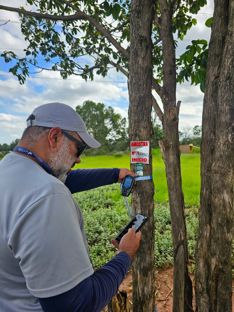 Técnico da Sertuba medindo o diâmetro de uma árvore com fita durante inventário florestal