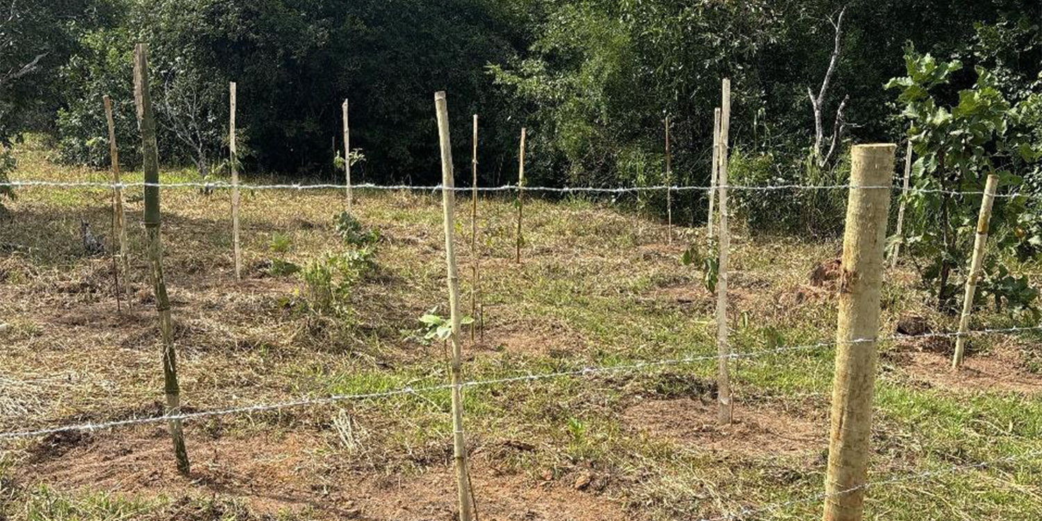 Área de plantio compensatório com mudas estaqueadas e cercamento