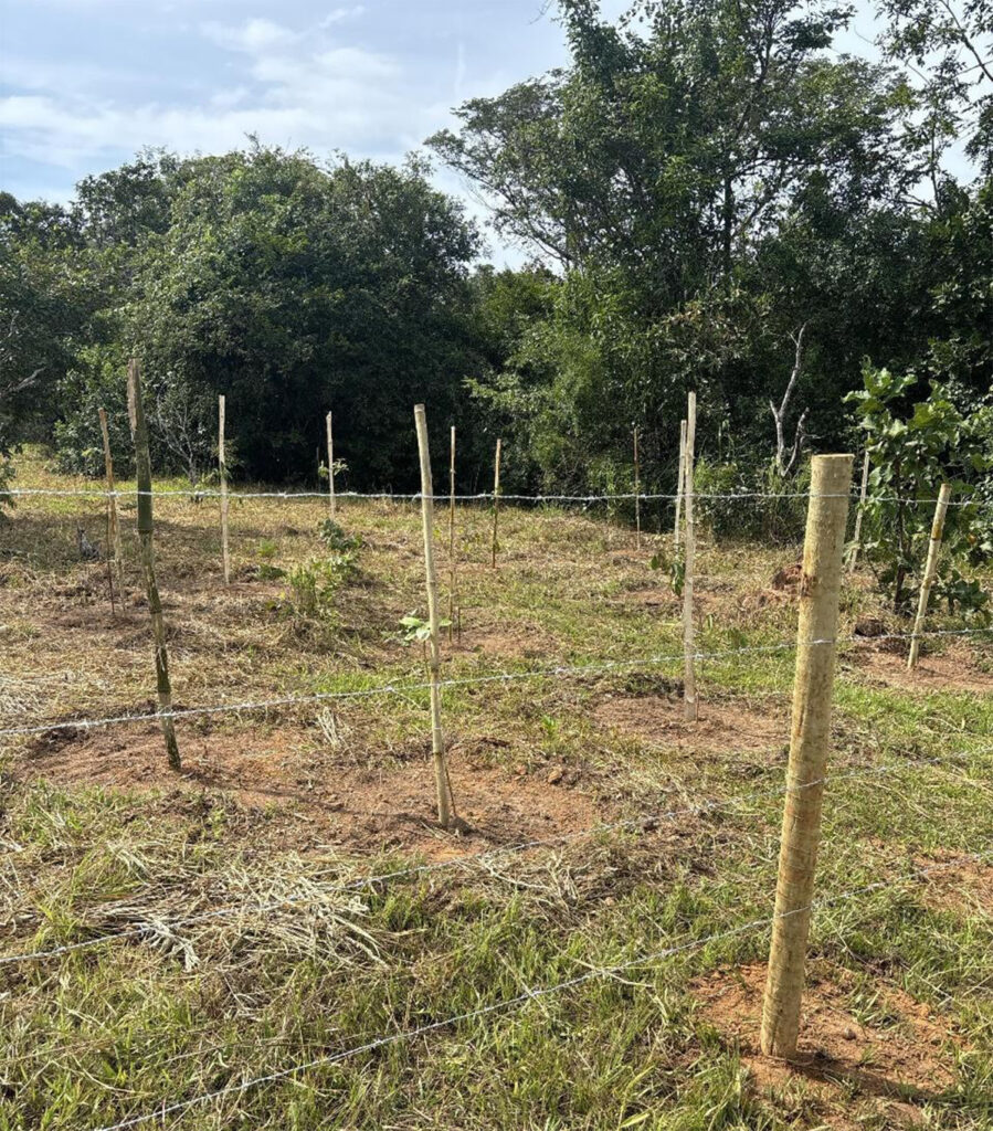 Área de plantio compensatório com mudas estaqueadas e cercamento