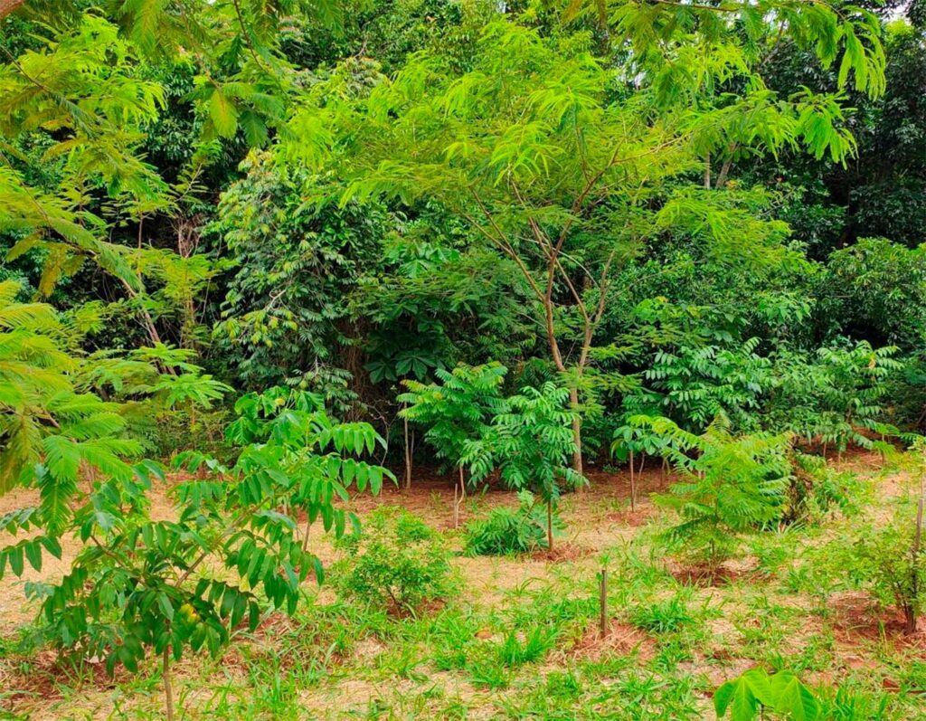 Área de restauração ecológica com mudas nativas já desenvolvidas