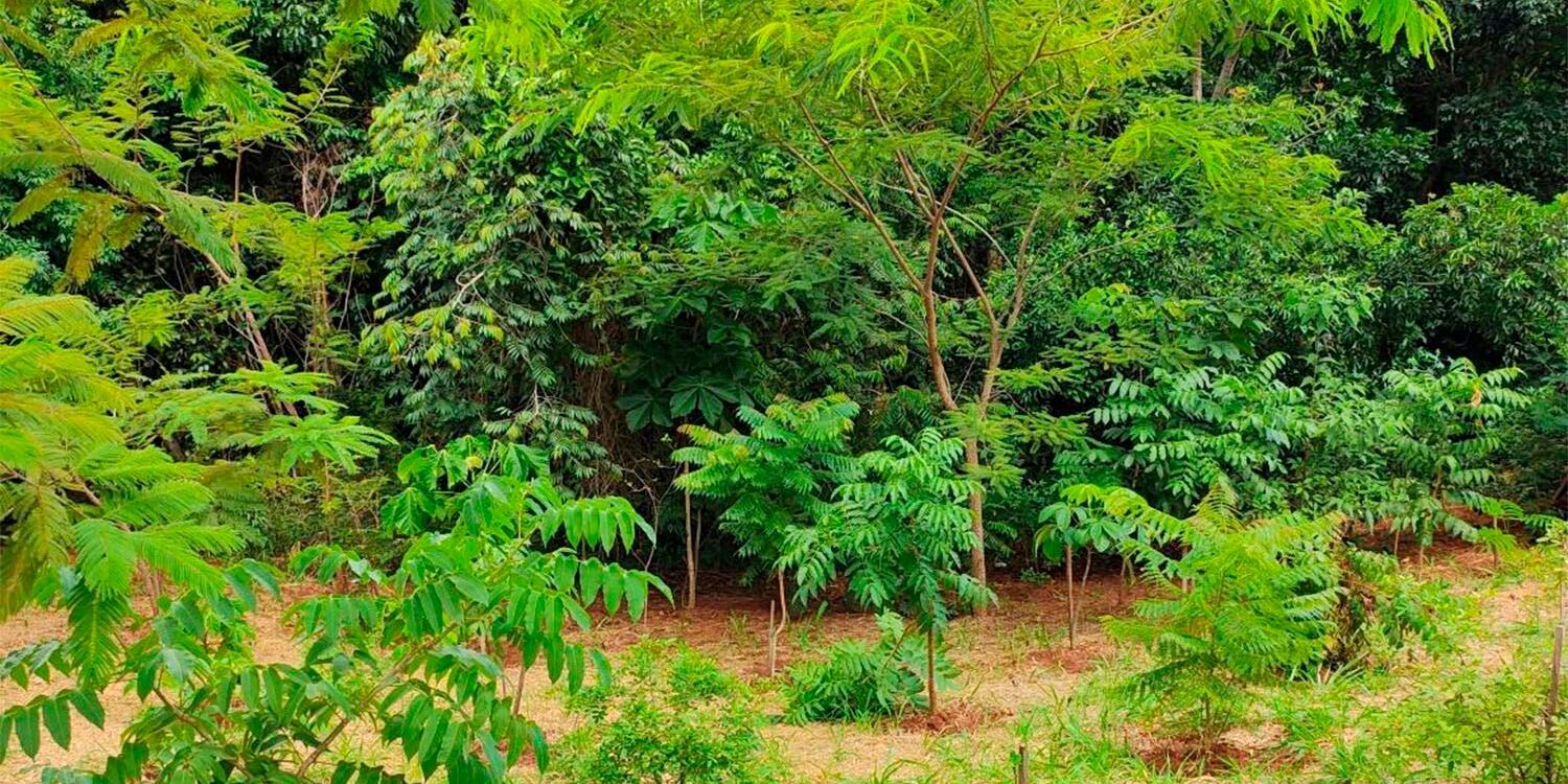 Área de restauração ecológica com mudas nativas já desenvolvidas