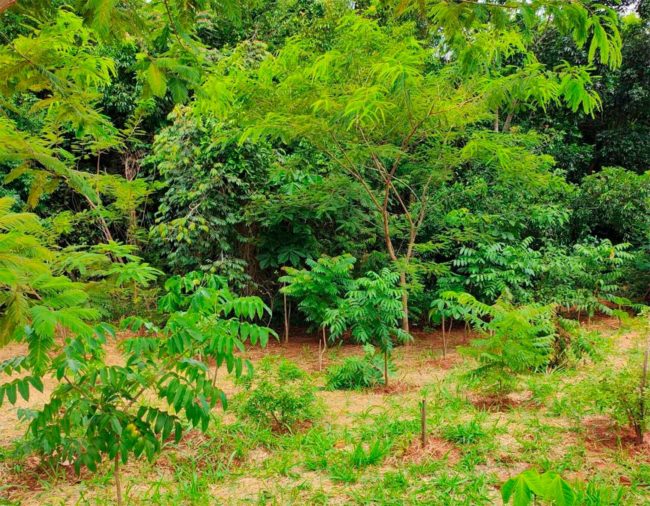 Área de restauração ecológica com mudas nativas já desenvolvidas